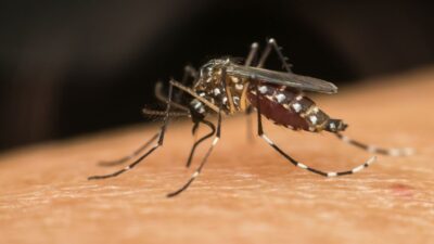 UFPE aponta o extrato de cannabis como aliado no combate ao mosquito da dengue