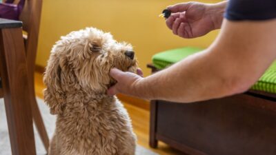 Anvisa explica prescrição de produtos à base de cannabis para animais