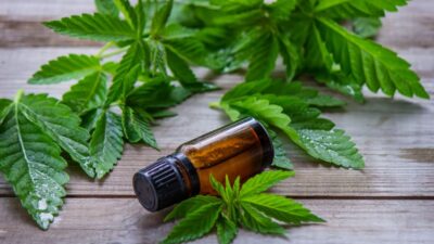 Câmara do Recife aprova política de distribuição de remédios à base de cannabis