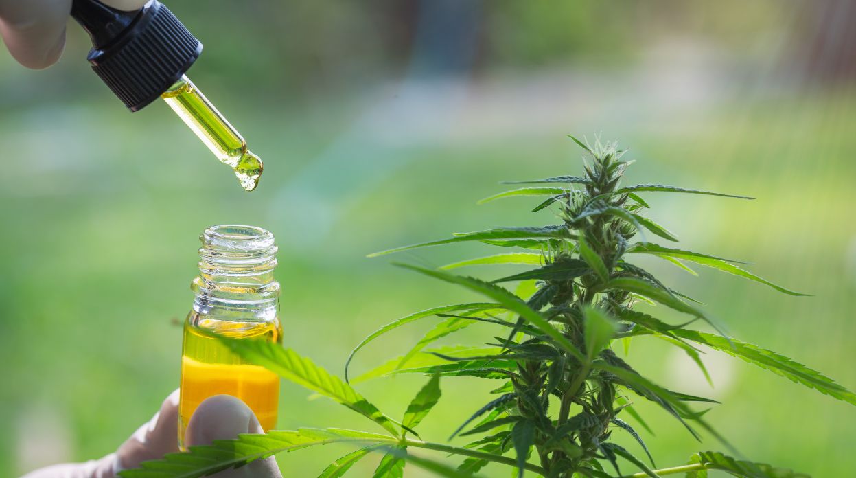 Minas Gerais discute a distribuição de produtos à base de Cannabis para uso medicinal pelo SUS