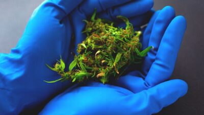 Pesquisa inovadora da UFSC demonstra o potencial da cannabis na anestesia
