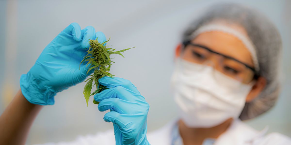 Cannabis nas universidades brasileiras: panorama científico nacional