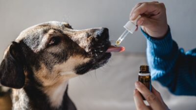 Canabinóides para pets: alimentos com canabinoides estão transformando o cuidado animal no Brasil