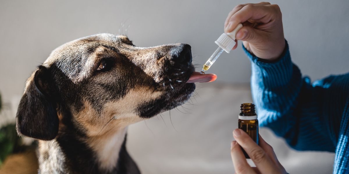 Canabinóides para pets: alimentos com canabinoides estão transformando o cuidado animal no Brasil