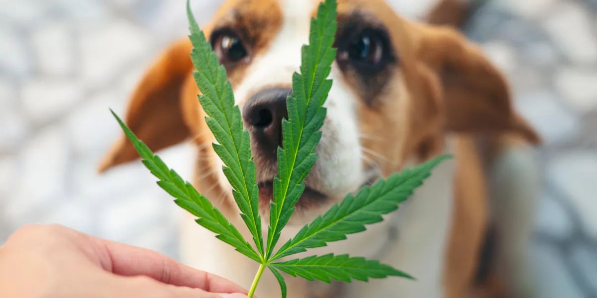 Cannabis em animais: casos de sucesso com evidências clínicas e relatos de tutores