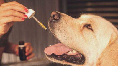 Cannabis para cães e gatos: benefícios e cuidados para seu pet