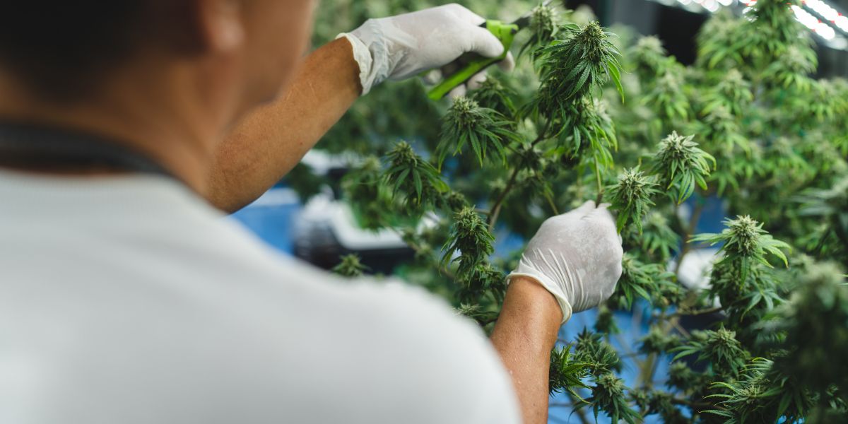 Cultivo de cannabis para fins medicinais no Brasil: panorama atual do debate