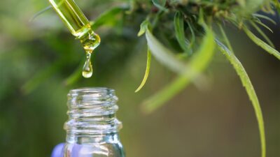 Uso da cannabis medicinal ainda enfrenta barreiras no Brasil