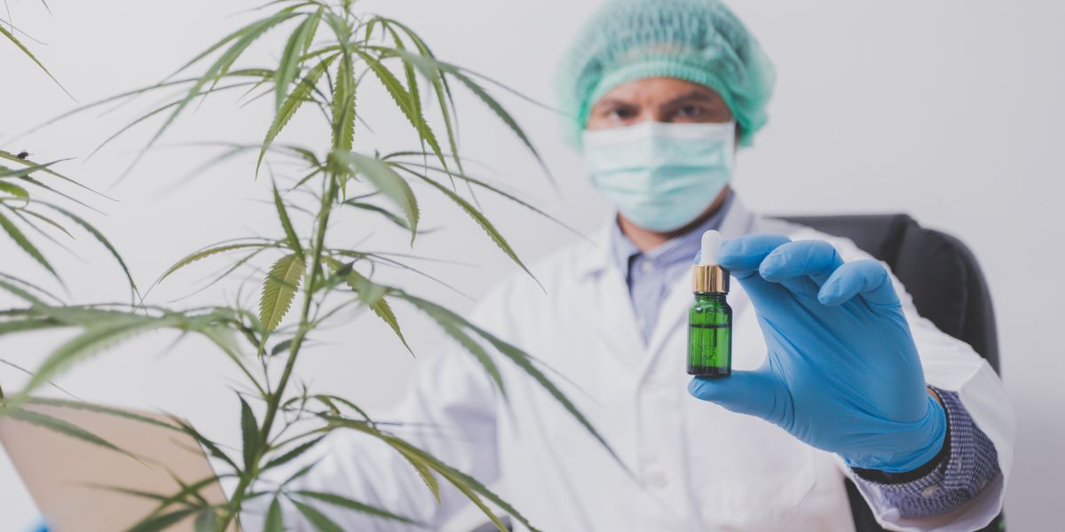 Mapa da cannabis revela nova fronteira genética para aplicações médicas precisas