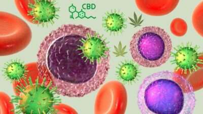 Doenças autoimunes: como o CBD pode ajudar com desordens imunológicas