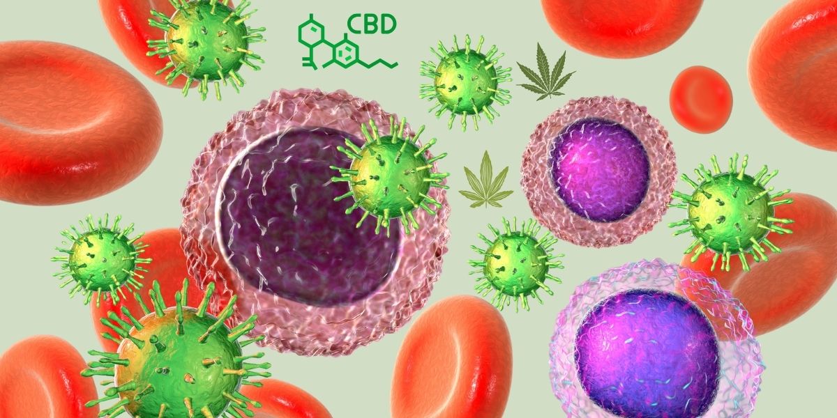 Doenças autoimunes: como o CBD pode ajudar com desordens imunológicas