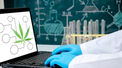 Canabidiol: ensaio clínico randomizado mostra evidência de hepatotoxicidade