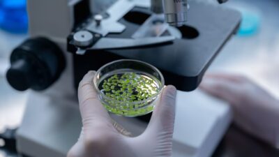 Canabidiol na regeneração óssea: evidências científicas e implicações clínicas