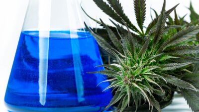 Canabigerol demonstra potencial analgésico em estudo pioneiro da UERJ