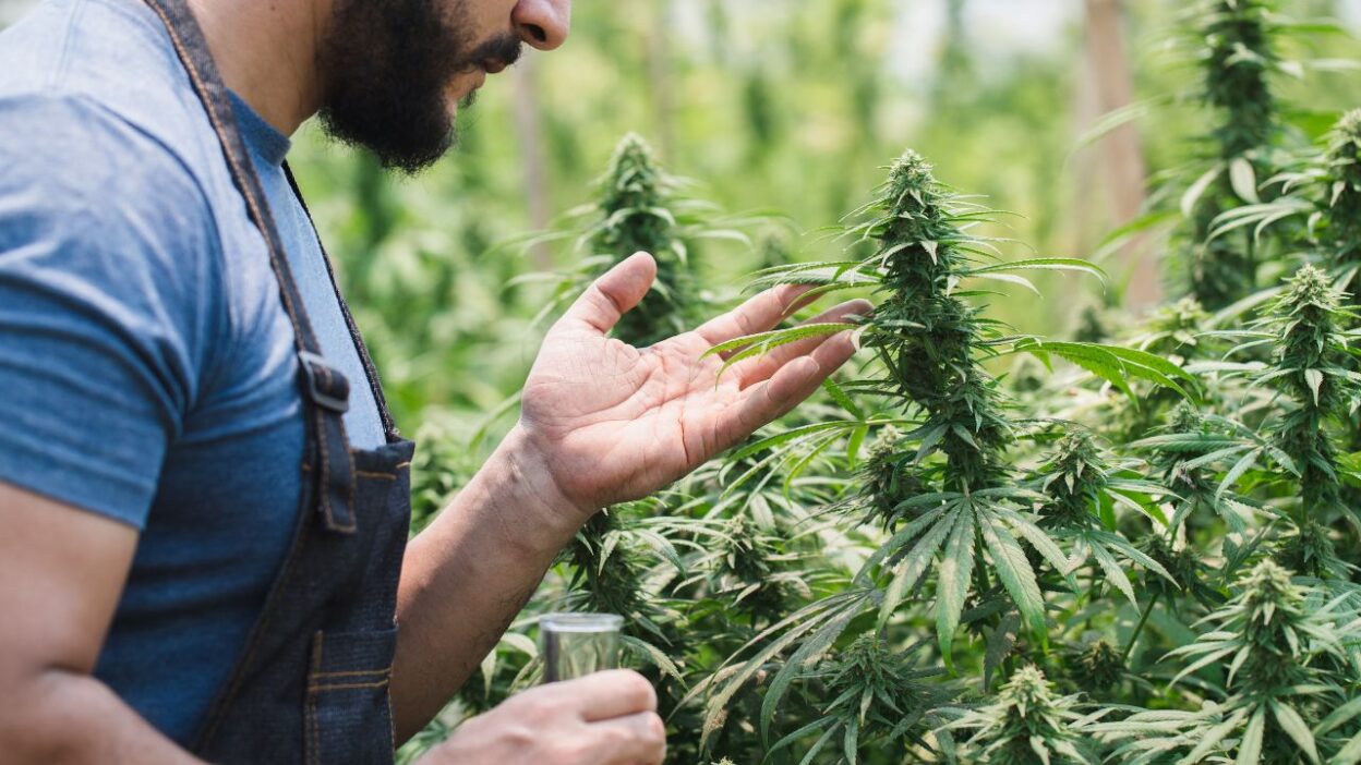 Cânhamo e cannabis: Brasil tem potencial para liderar mercado global