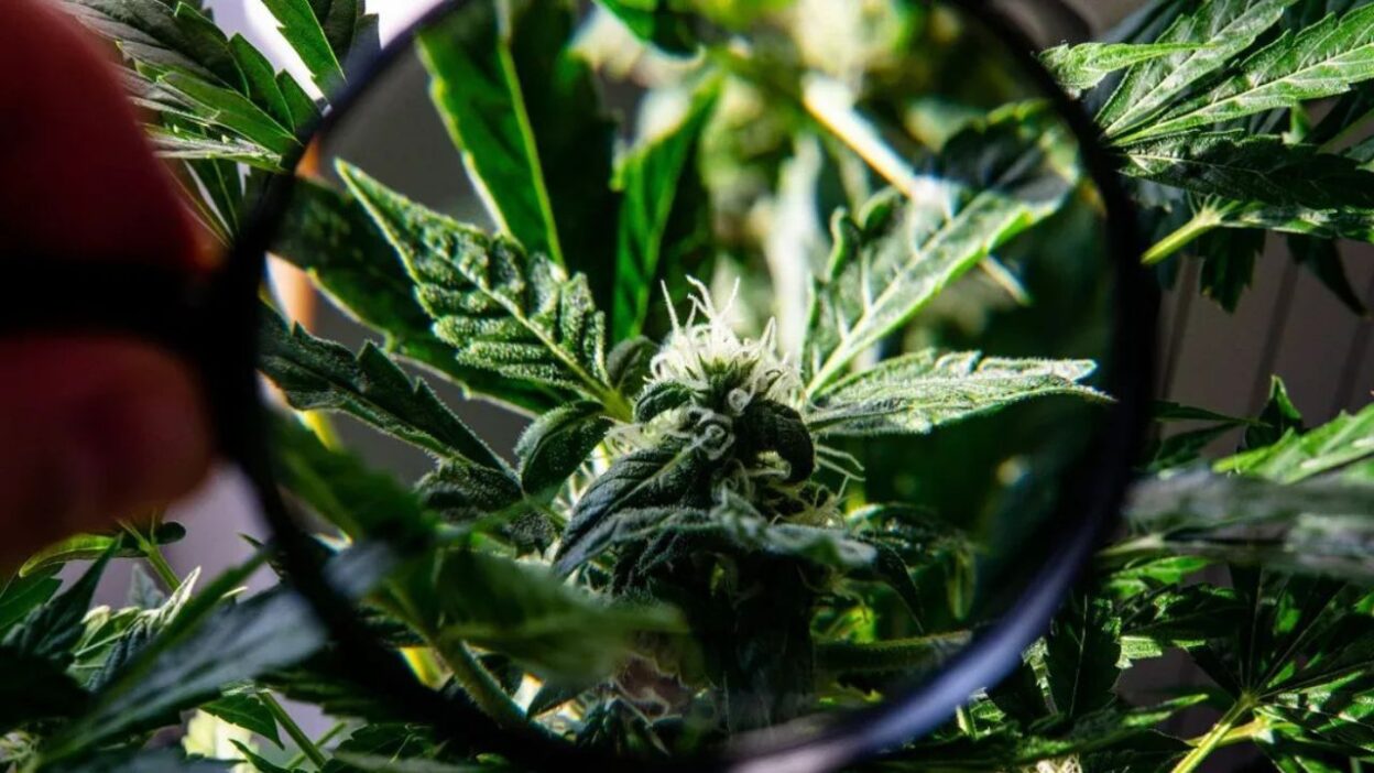 Canabizetol (CBGD): um novo canabinoide com potente ação anti-inflamatória